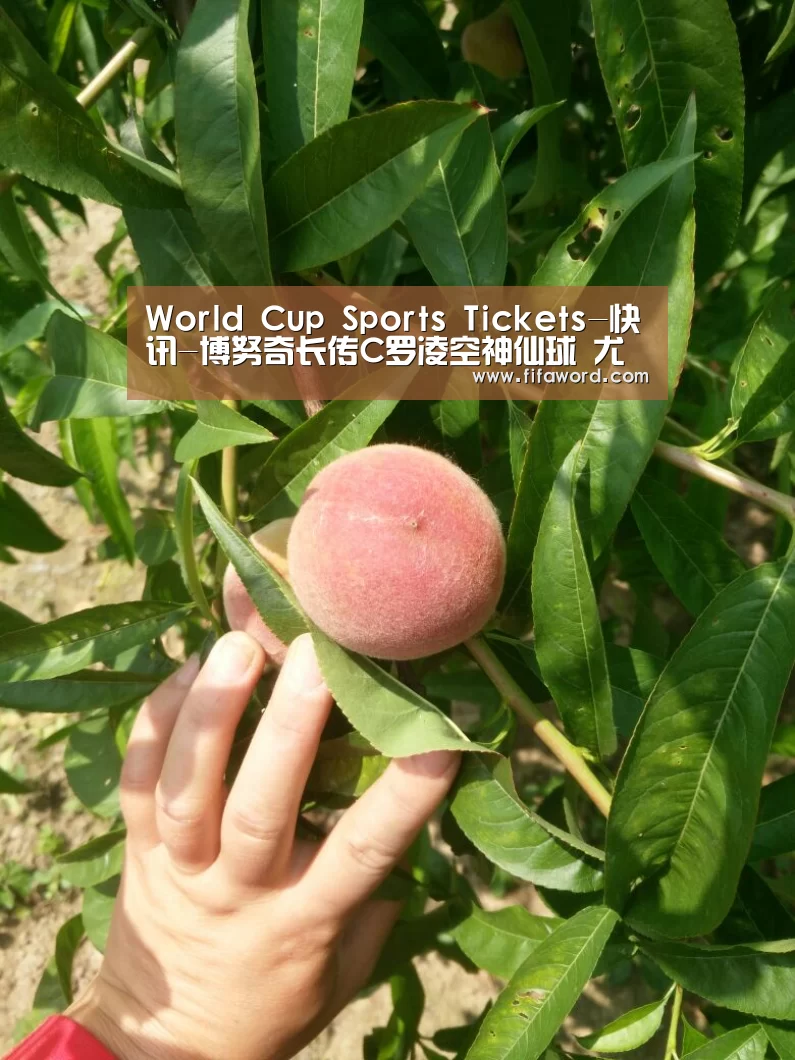 World Cup Sports Tickets-快讯-博努奇长传C罗凌空神仙球 尤文暂1-0曼联(图4) World Cup Sports Tickets